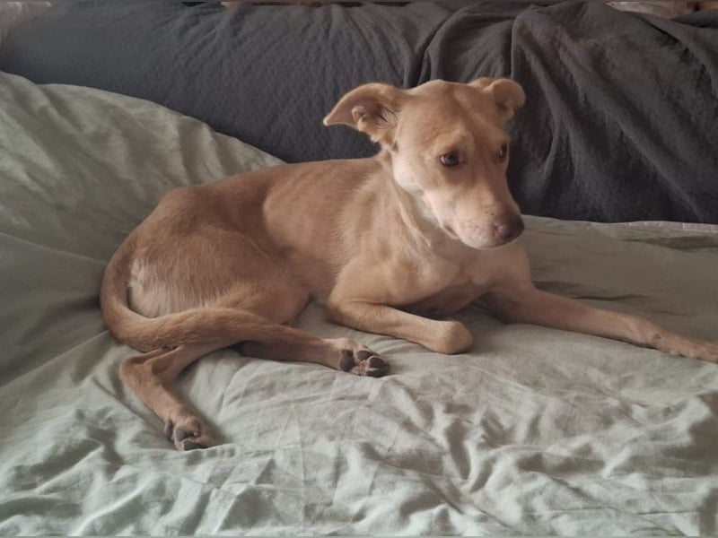 TEYA will gefördert werden