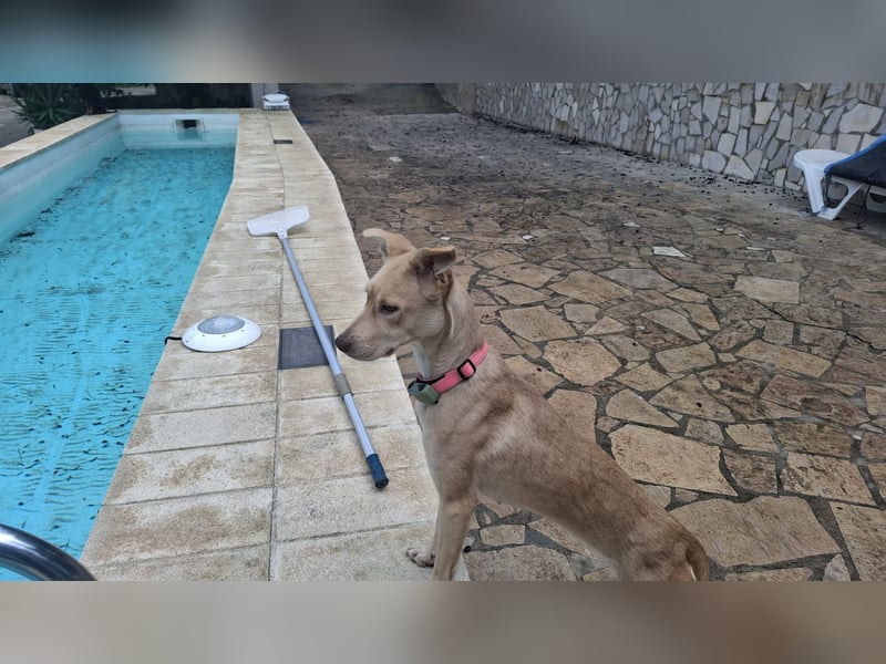 TEYA - intelligente Traumhündin