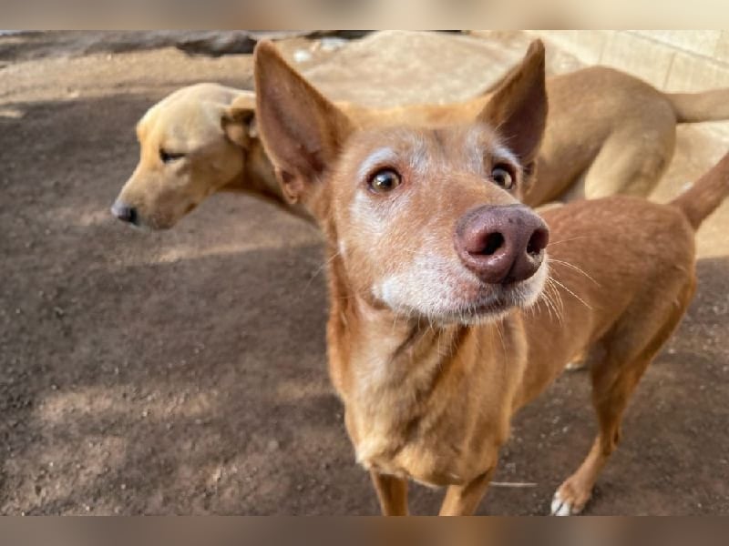 Spirit, ein Herz aus Gold ,wartet sehnsüchtig sein Jahren