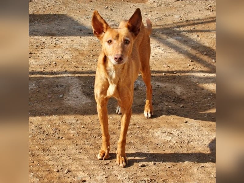 Spirit, ein Herz aus Gold ,wartet sehnsüchtig sein Jahren