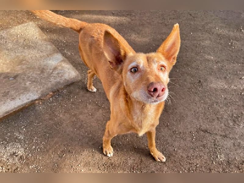 Spirit, ein Herz aus Gold ,wartet sehnsüchtig sein Jahren