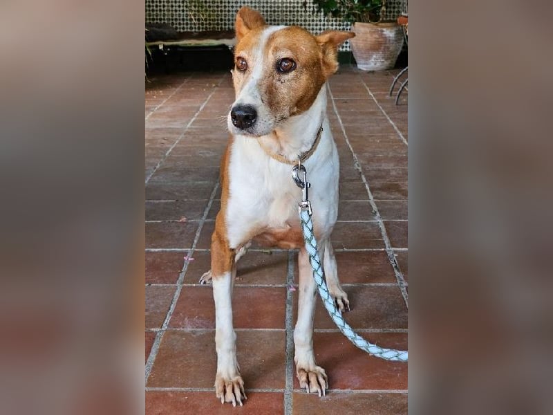 Sansa, arme geschundene Seele sucht verständnisvolles Körbchen