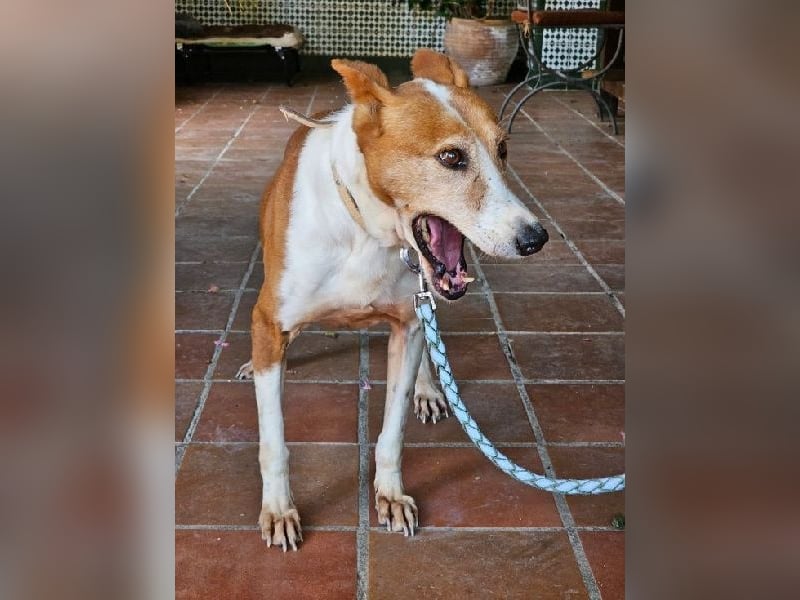 Sansa, arme geschundene Seele sucht verständnisvolles Körbchen