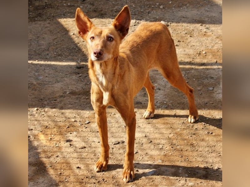 Spirit, ein Herz aus Gold ,wartet sehnsüchtig sein Jahren