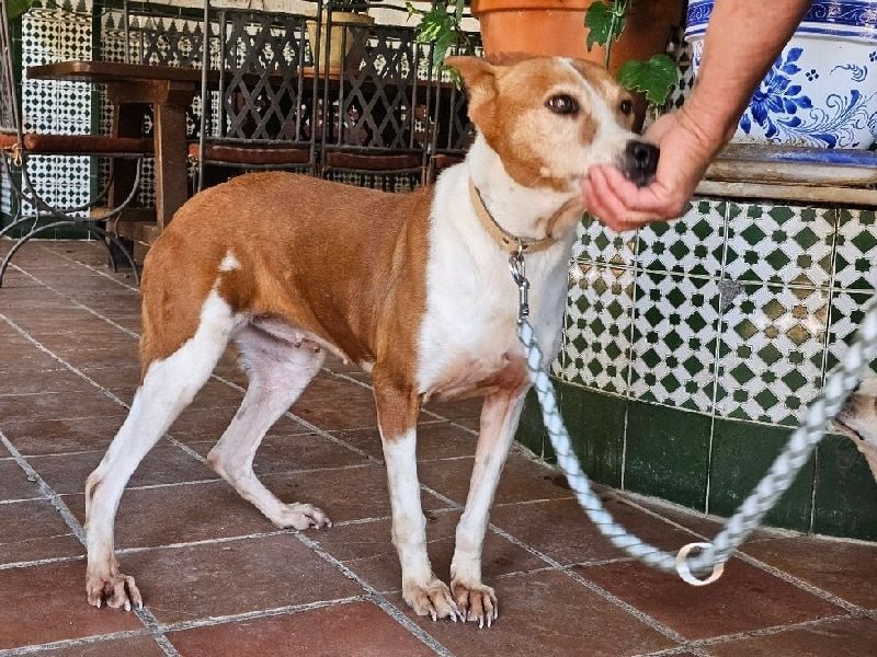 Sansa, arme geschundene Seele sucht verständnisvolles Körbchen