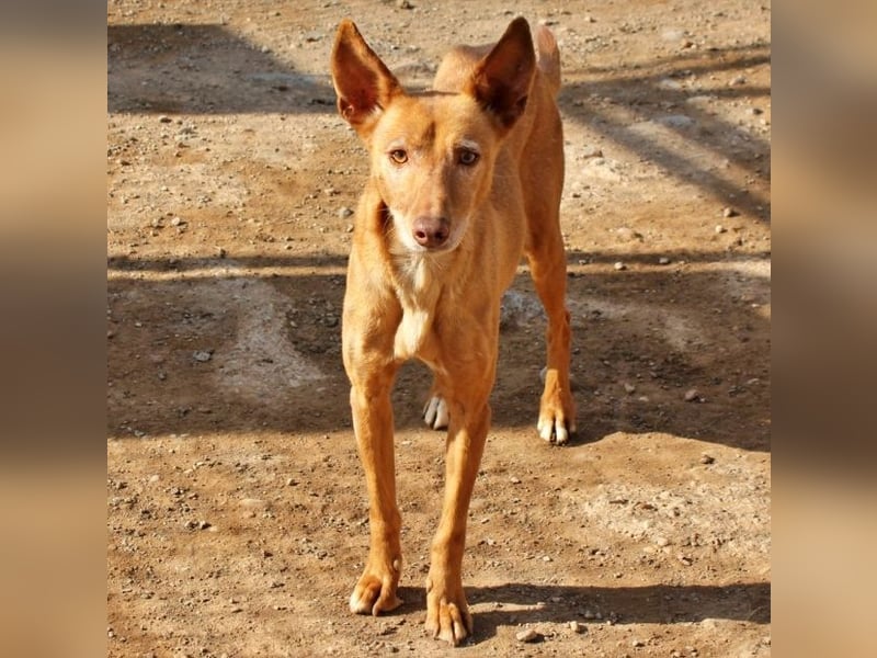 Spirit, ein Herz aus Gold ,wartet sehnsüchtig sein Jahren