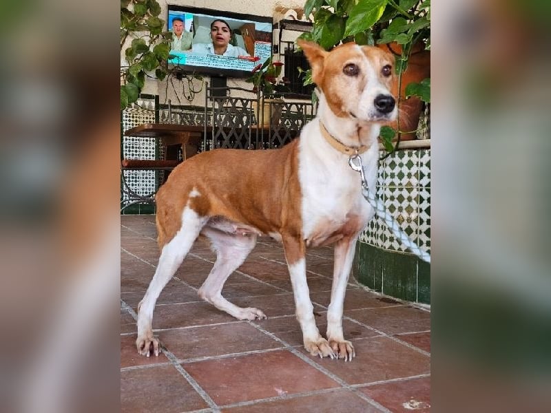 Sansa, arme geschundene Seele sucht verständnisvolles Körbchen