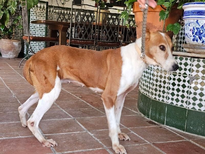 Sansa, arme geschundene Seele sucht verständnisvolles Körbchen