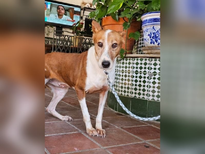 Sansa, arme geschundene Seele sucht verständnisvolles Körbchen