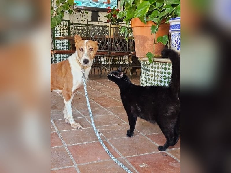 Sansa, arme geschundene Seele sucht verständnisvolles Körbchen