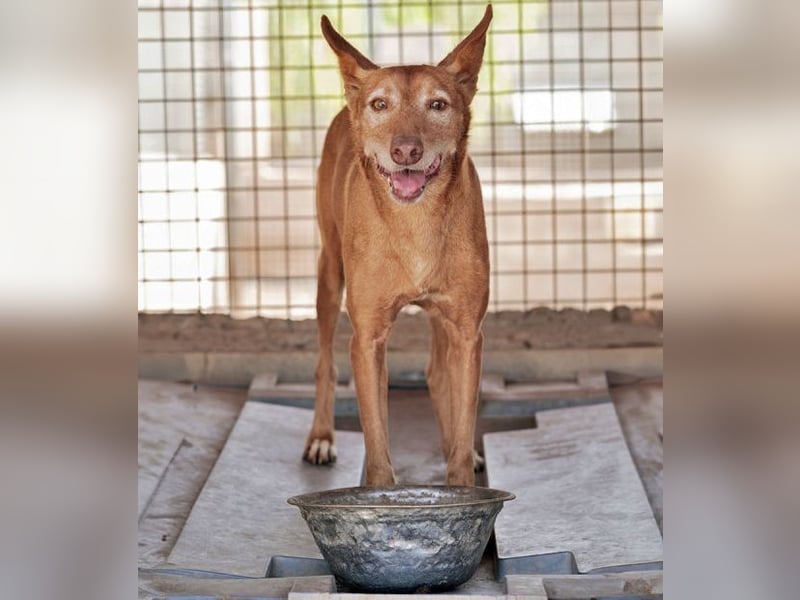 Spirit, ein Herz aus Gold ,wartet sehnsüchtig sein Jahren