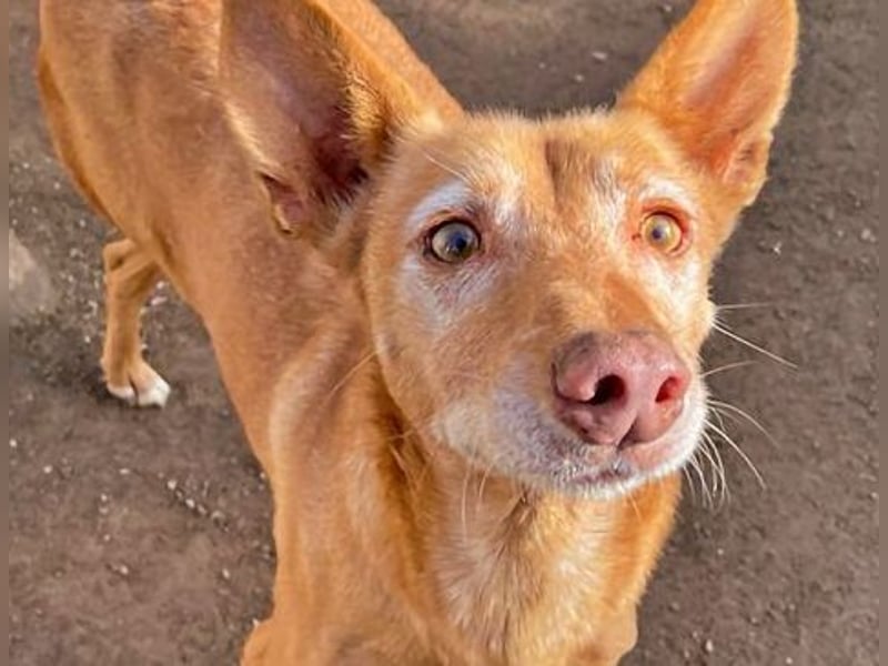 Spirit, ein Herz aus Gold ,wartet sehnsüchtig sein Jahren