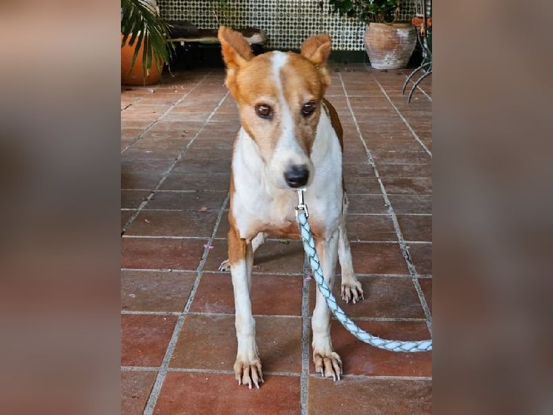 Sansa, arme geschundene Seele sucht verständnisvolles Körbchen