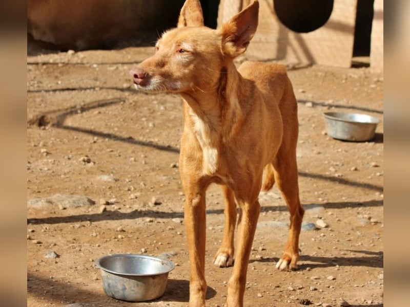 Spirit, ein Herz aus Gold ,wartet sehnsüchtig sein Jahren