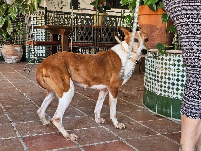 Sansa, arme geschundene Seele sucht verständnisvolles Körbchen