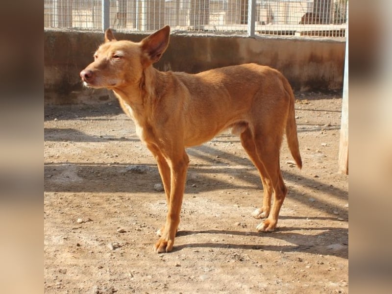 Spirit, ein Herz aus Gold ,wartet sehnsüchtig sein Jahren