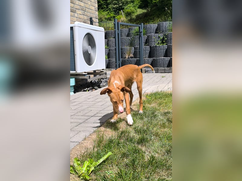 Bizchoco - kleiner Charmeur mit lustigen Ohren sucht sein Zuhause