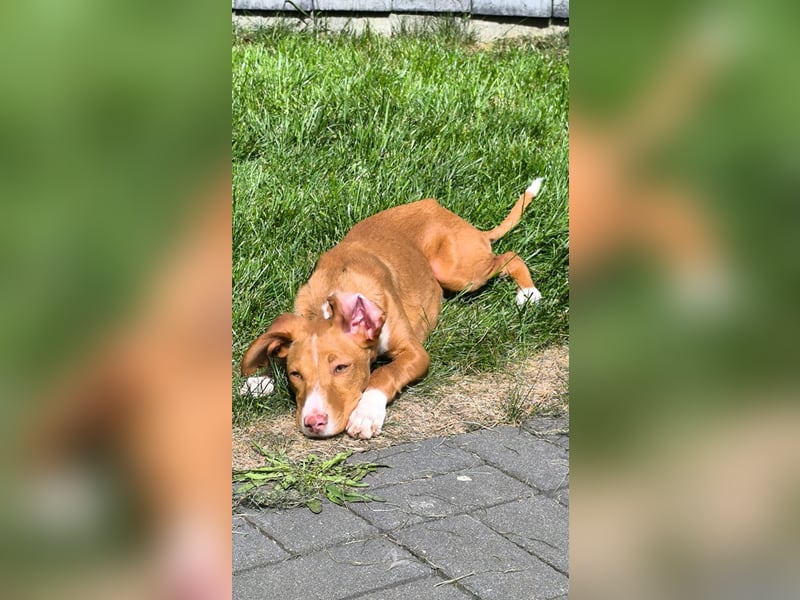 Bizchoco - kleiner Charmeur mit lustigen Ohren sucht sein Zuhause
