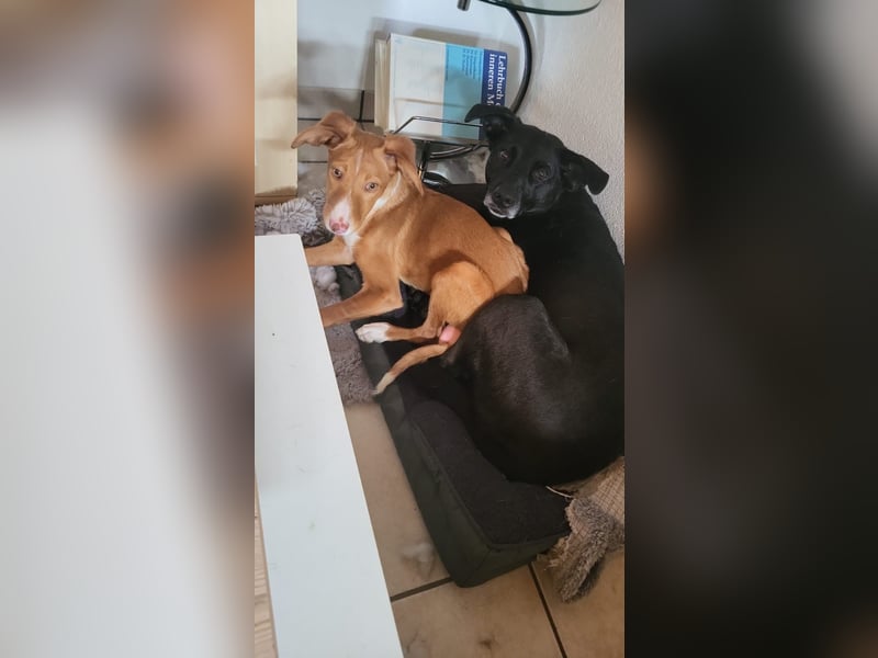 Bizchoco - kleiner Charmeur mit lustigen Ohren sucht sein Zuhause