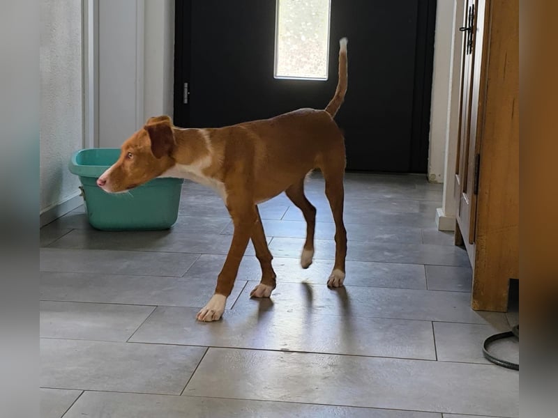 Bizchoco - kleiner Charmeur mit lustigen Ohren sucht sein Zuhause