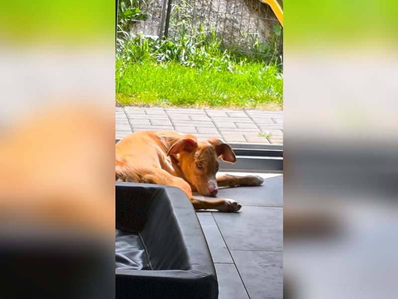 Bizchoco - kleiner Charmeur mit lustigen Ohren sucht sein Zuhause