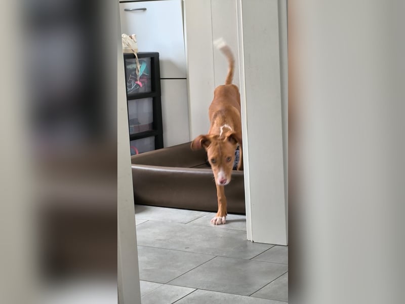 Bizchoco - kleiner Charmeur mit lustigen Ohren sucht sein Zuhause