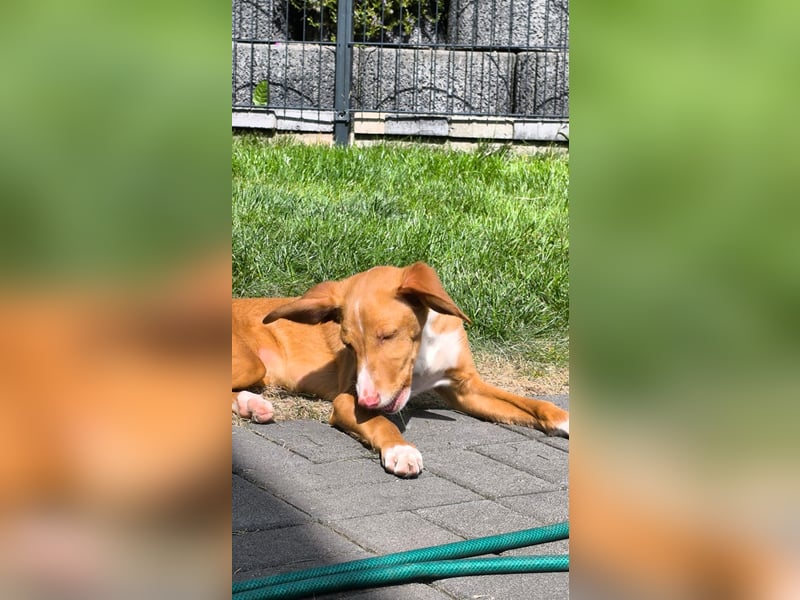 Bizchoco - kleiner Charmeur mit lustigen Ohren sucht sein Zuhause