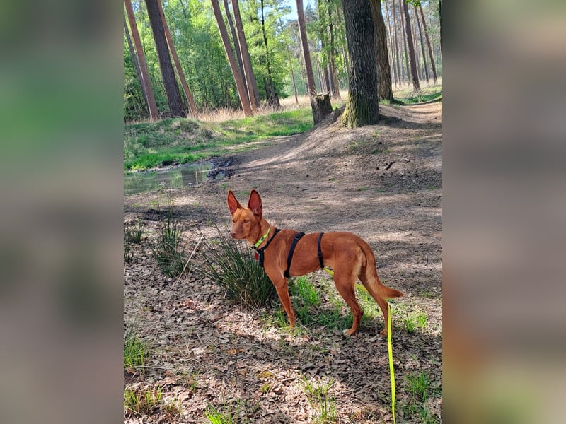 Entspannte Carol wartet auf ihre Menschen