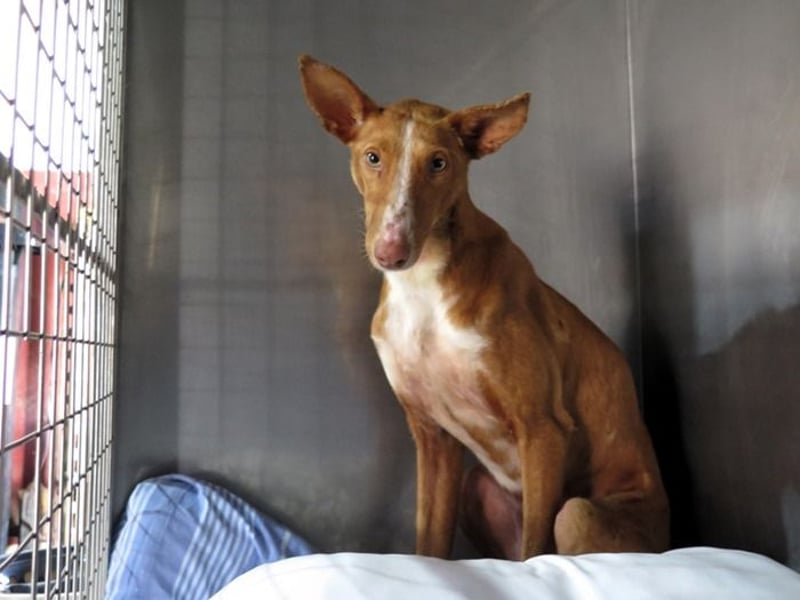 Podencorüde Café möchte das Tierheim verlassen