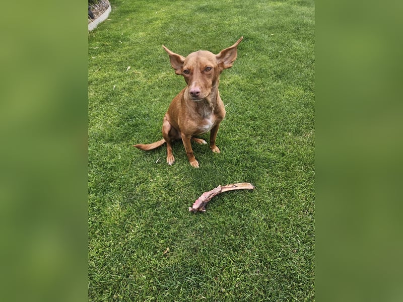 Entspannte Carol wartet auf ihre Menschen