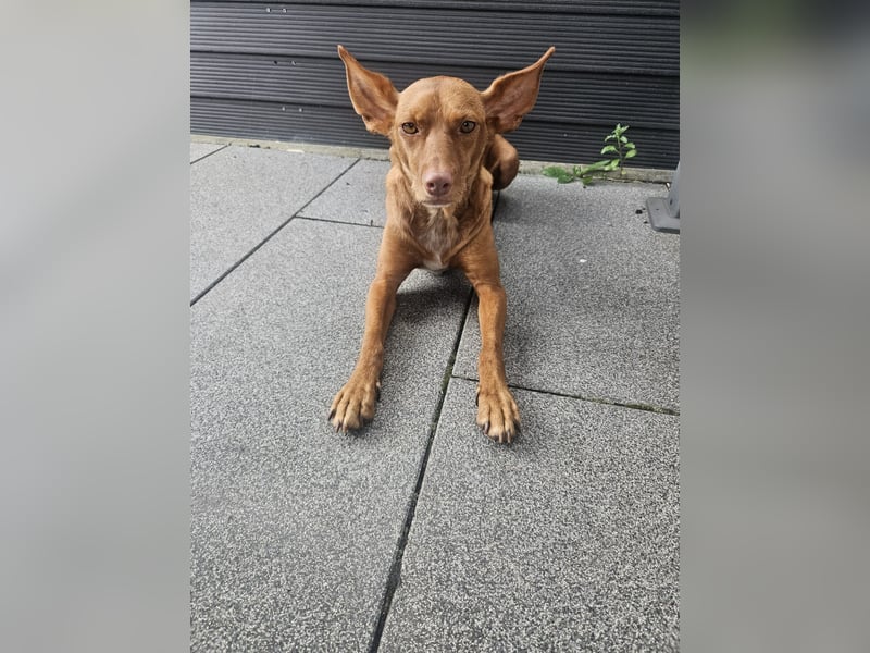 Entspannte Carol wartet auf ihre Menschen