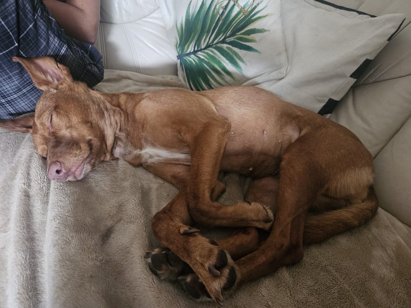 Entspannte Carol wartet auf ihre Menschen