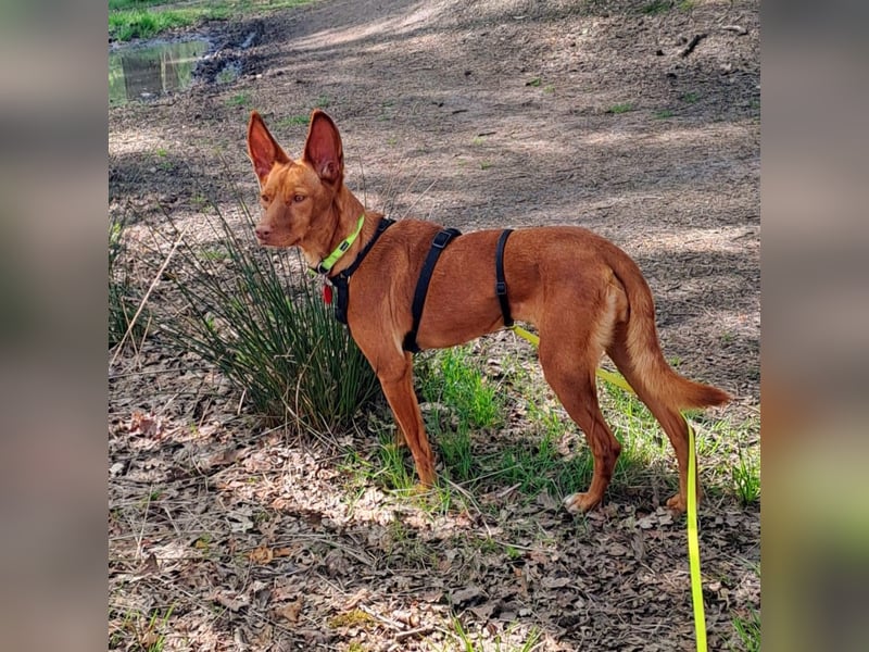 Entspannte Carol wartet auf ihre Menschen