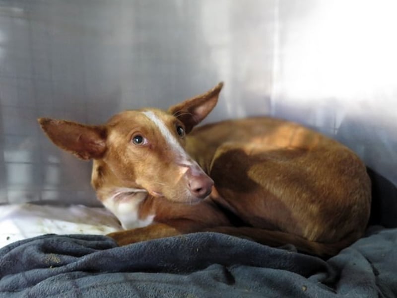 Podencorüde Café möchte das Tierheim verlassen