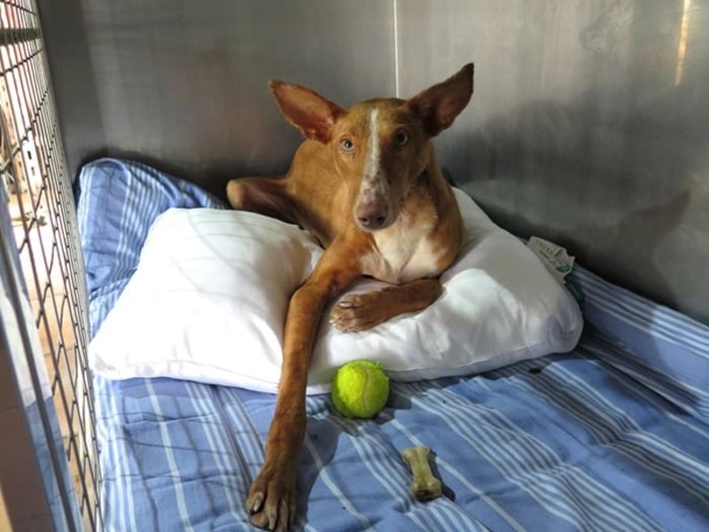 Podencorüde Café möchte das Tierheim verlassen