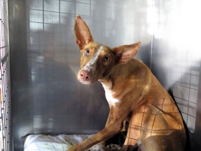 Podencorüde Café möchte das Tierheim verlassen