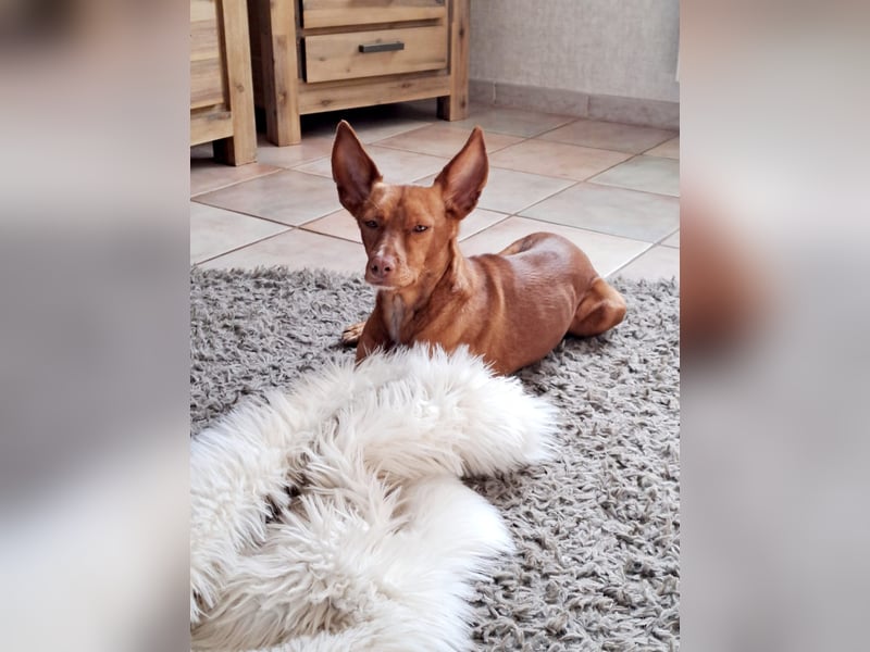 Entspannte Carol wartet auf ihre Menschen