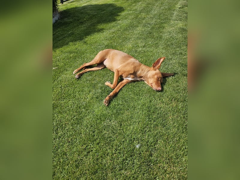 Entspannte Carol wartet auf ihre Menschen