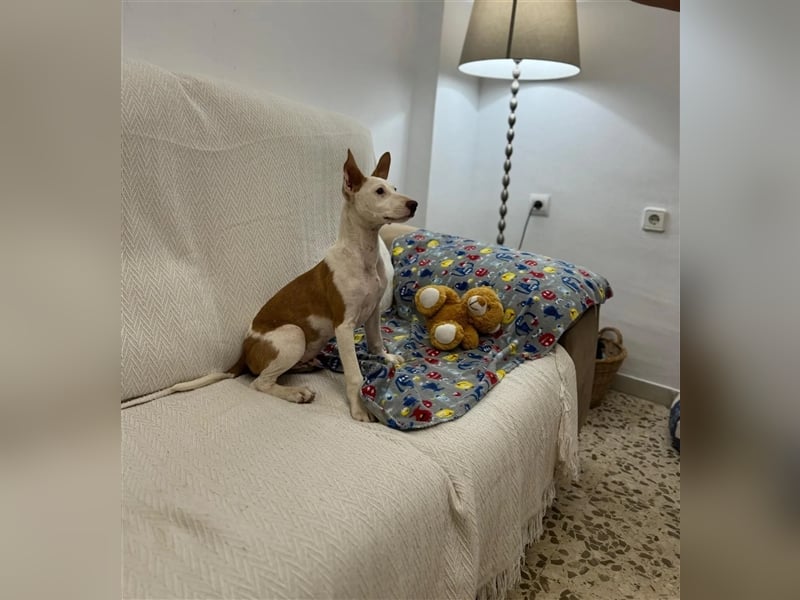 FLOREN - sehr lieber, aufgeweckter Podencobube