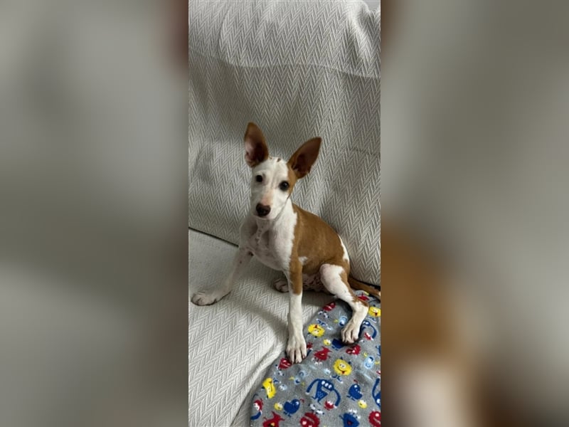 FLOREN - sehr lieber, aufgeweckter Podencobube