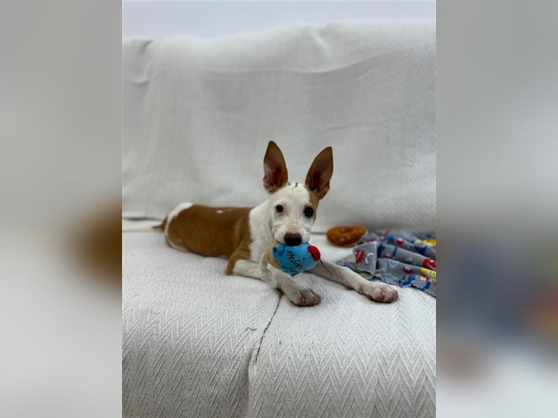 FLOREN - sehr lieber, aufgeweckter Podencobube