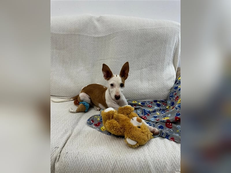 FLOREN - sehr lieber, aufgeweckter Podencobube