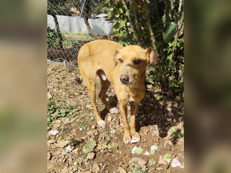 älterer Podenco-Bube sucht seine Menschen