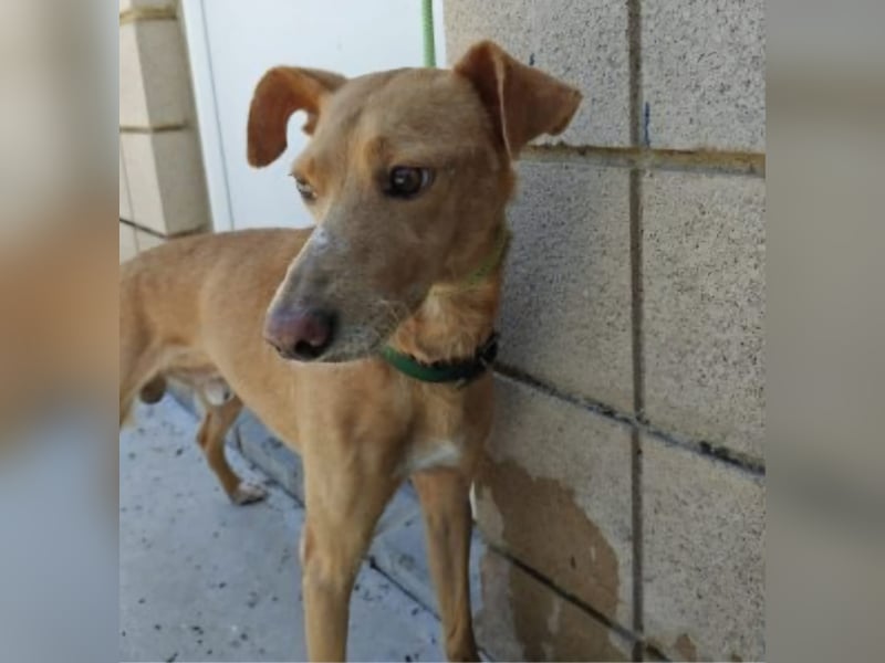 älterer Podenco-Bube sucht seine Menschen
