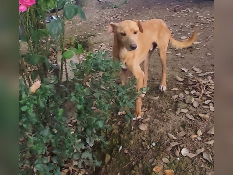 älterer Podenco-Bube sucht seine Menschen