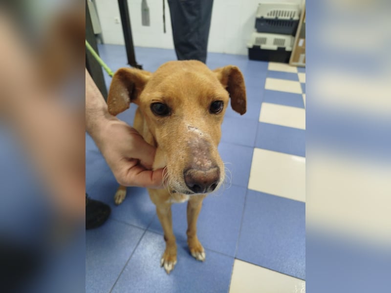 älterer Podenco-Bube sucht seine Menschen