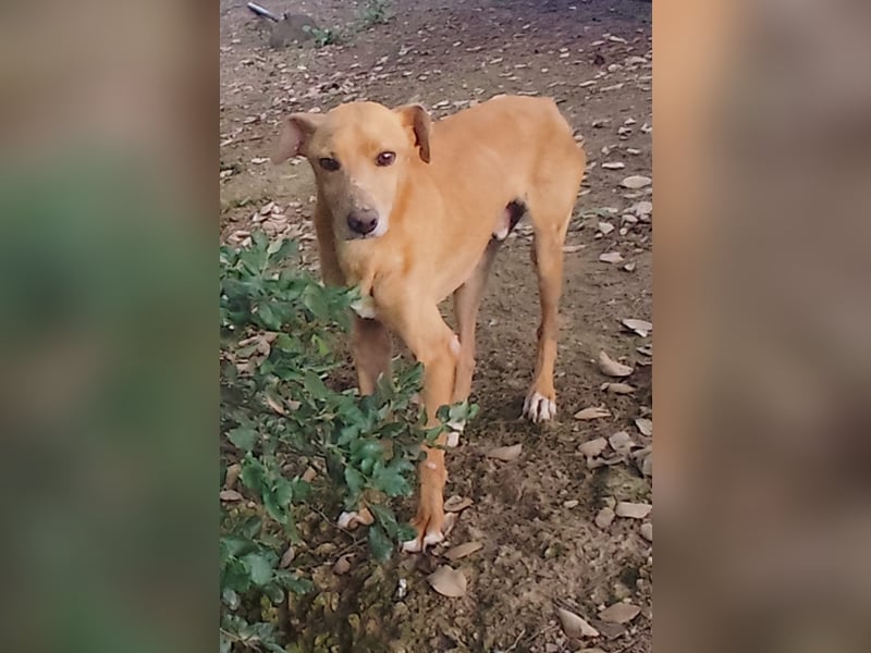 älterer Podenco-Bube sucht seine Menschen