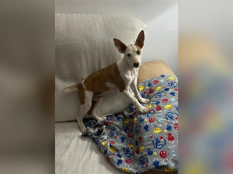 FLOREN - sehr lieber, aufgeweckter Podencobube