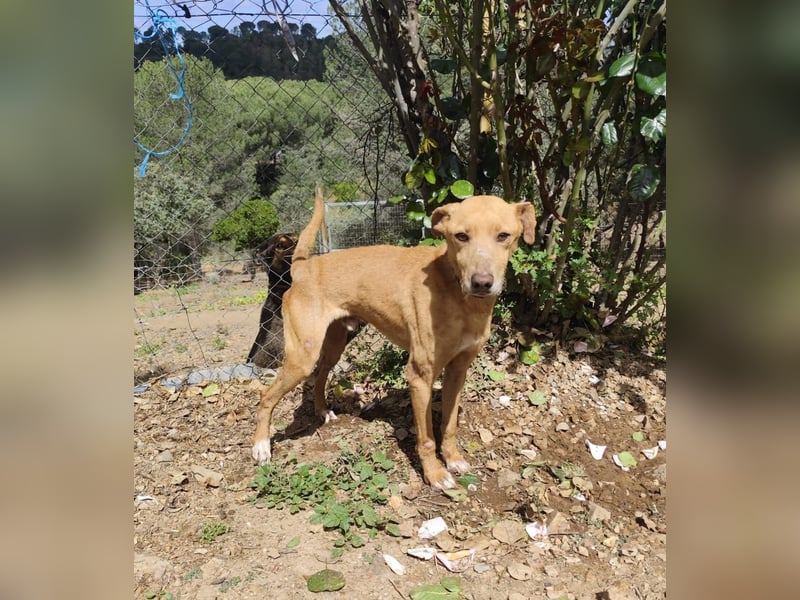 älterer Podenco-Bube sucht seine Menschen