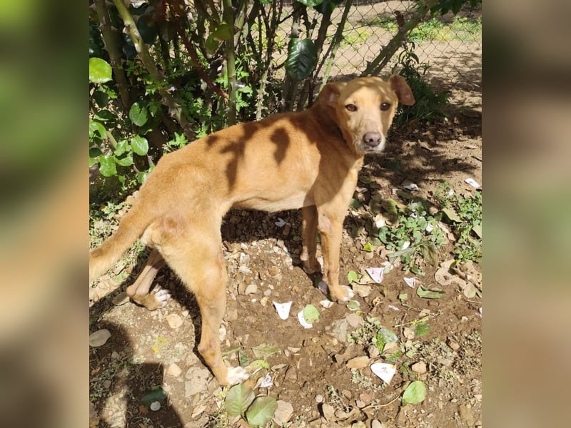 älterer Podenco-Bube sucht seine Menschen